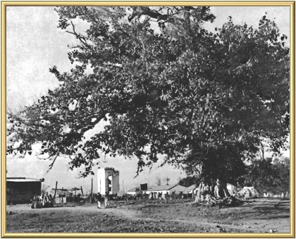 The tree at Manav Kendra under which Guru Gobind Singh camped for thirteen and a half hours approximately three hundred years ago, at which time He is said to have prophesied that a Great Saint would build there some day. The tree is really five trees growing intertwined.