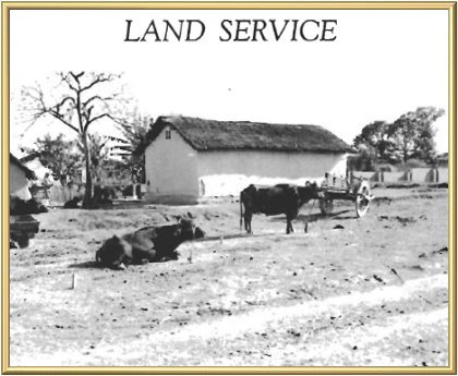 Two of Master’s buffaloes graze peacefully. The herd of six provides all of the milk and curd currently being used at Manav Kendra.