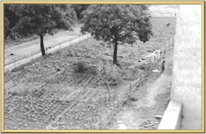 One of the many vegetable gardens that have been planted so far, and which provide the fresh vegetables used daily. (The carrots are unbelievably delicious!)
